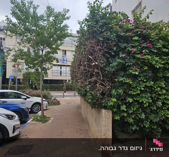 שיח גזום לצד מדרכה עם עלים ופרחים